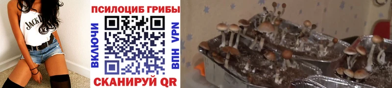 Галлюциногенные грибы Cubensis  Купить где  Бежецк 